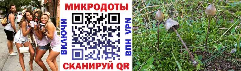 Галлюциногенные грибы Psilocybe Нефтекамск